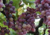 Grapes Semkanie Lebanon 082501 4